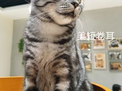 -藏猫猫咖啡主题馆(中央大道店)