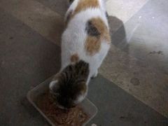 -乖乖宠物医院·猫科·急重症中心(车站北路分院)