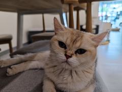 -有喵·猫咖·狗咖·30几只猫10只小狗(岗厦店)