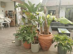 -素心小筑(后沙裕镇店)