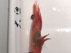 甜虾刺身-大渔铁板烧(花园道店)