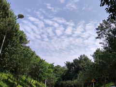 -铁山坪森林公园