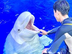 -秦皇岛乐岛海洋王国