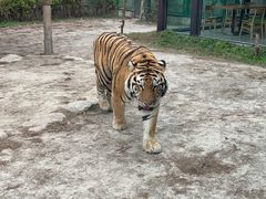 -上海野生动物园