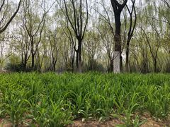 -大兴滨河森林公园