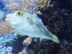 -新加坡海洋生态馆