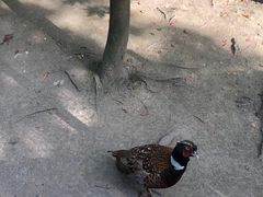 -自然谷恐龙园