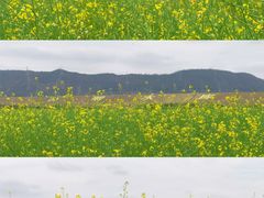 -光明小镇欢乐田园