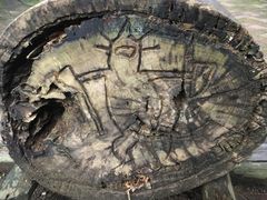 -南宁良凤江国家森林公园