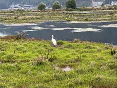 -腾冲北海湿地