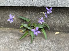 -桃花岭景区