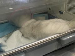 -瑞派名望志远动物医院·猫科·內科·异宠专科(直港大道店)