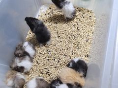 -中环花鸟鱼虫市场