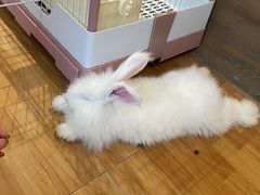 -猫猫幼稚园·撸猫·桌游·电玩