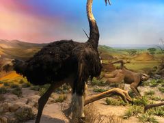 -国家自然博物馆