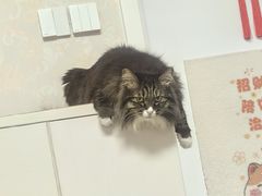 -乖乖宠物医院·猫科·骨科·24小时(云岗分院)