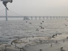 -星海湾跨海大桥