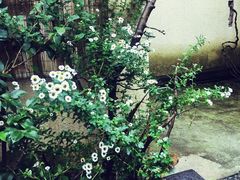 -乐领拈花溪·林涧食韵