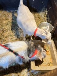 -酷嗒动物文化乐园(cutezoo西溪乐天城店)