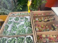 -循礼门鲜花花市(武汉循礼门店)