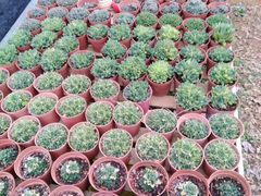 -桂林市花鸟市场