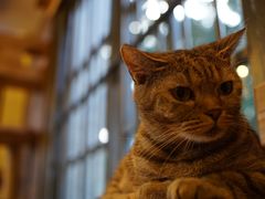 -more than meow吴止猫主题餐厅(承德 中船汇店)