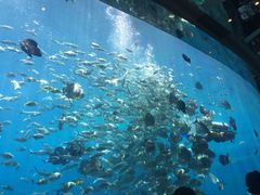 -瑞德姆美人鱼海底演艺主题餐厅(亚龙湾店)