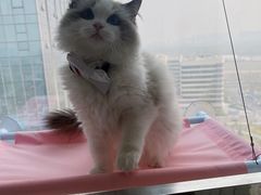 -猫十亿·布偶金渐层·曼基康矮脚猫舍(青年路店)