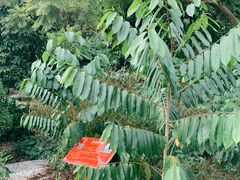 -广西壮族自治区药用植物园