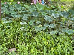 -郑州植物园