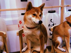 -柴迷FANS CLUB·柴犬狗咖·猫咖