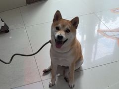 -瑞鹏宠物医院·微创内窥镜·骨外科·牙科(翠竹分院)