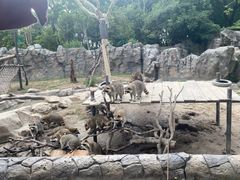 -上海野生动物园