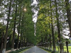 -黄海国家森林公园