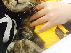 -伟伟宠物医院·CT影像中心·瑞派犬猫综合性门诊(汉口总院)
