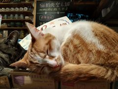 android_upload_pic-猫的天空之城概念书店(西塘古镇店)