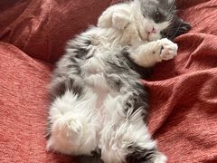 -猫大福·Fortune Cat猫舍(百子湾店)