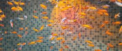 -Zoolung Zoolung动物主题公园(海信广场店)
