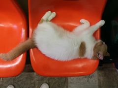 -猫咪博物馆(顶澳仔猫街店)