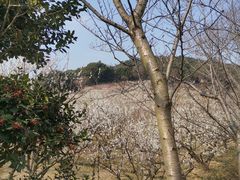 -香雪海