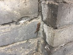 -星巴克臻选(成都宽窄巷子店)