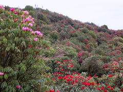 -贵州百里杜鹃风景名胜区