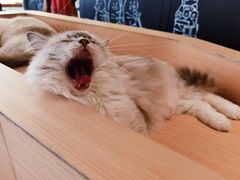 -瞄一喵猫咖(格力海岸店)