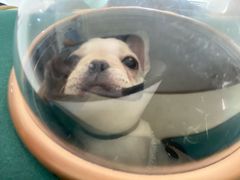 -瑞派康怡24h宠物医院·犬猫医疗中心·微创绝育(瑞景分院)