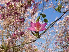 -攀枝花公园