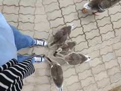 -西霞口神雕山野生动物世界