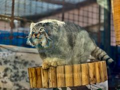 -青藏高原野生动物园