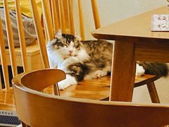-猫小主咖啡·猫咖cat cafe(福田店)