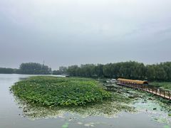 -白洋淀景区