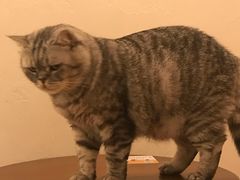 -猫友咖啡店(玉林西路店)